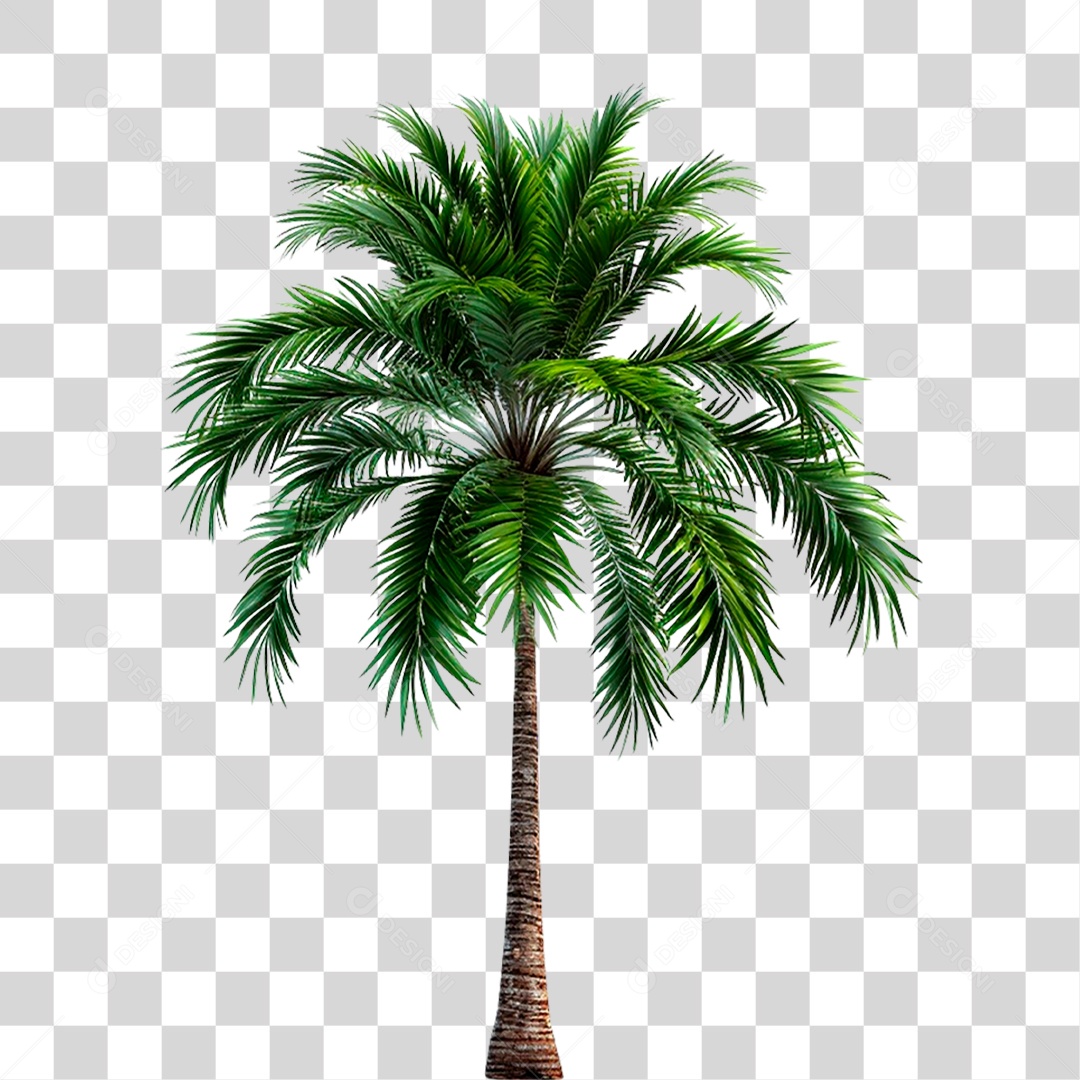 Coqueiro PNG Transparente