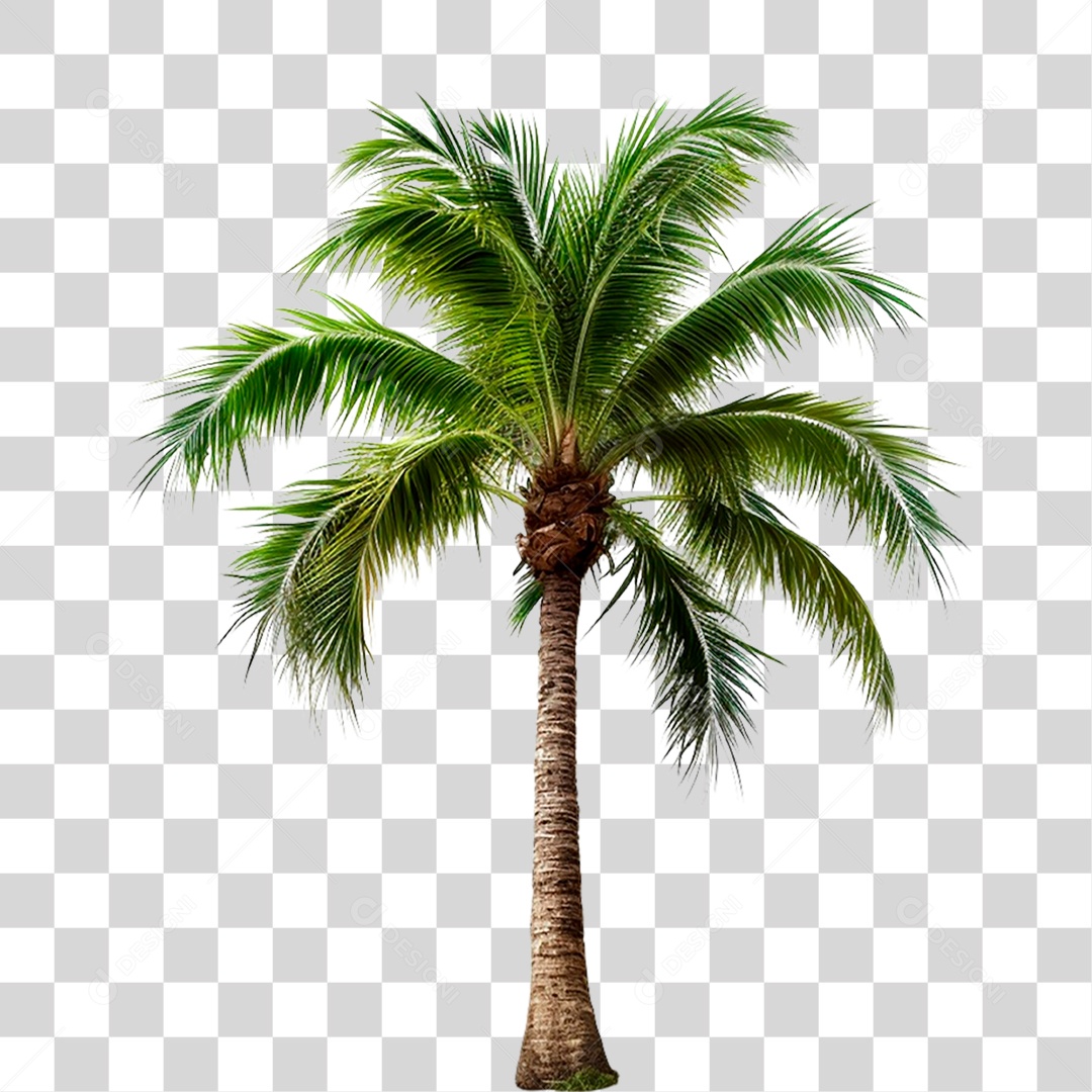 Coqueiro PNG Transparente