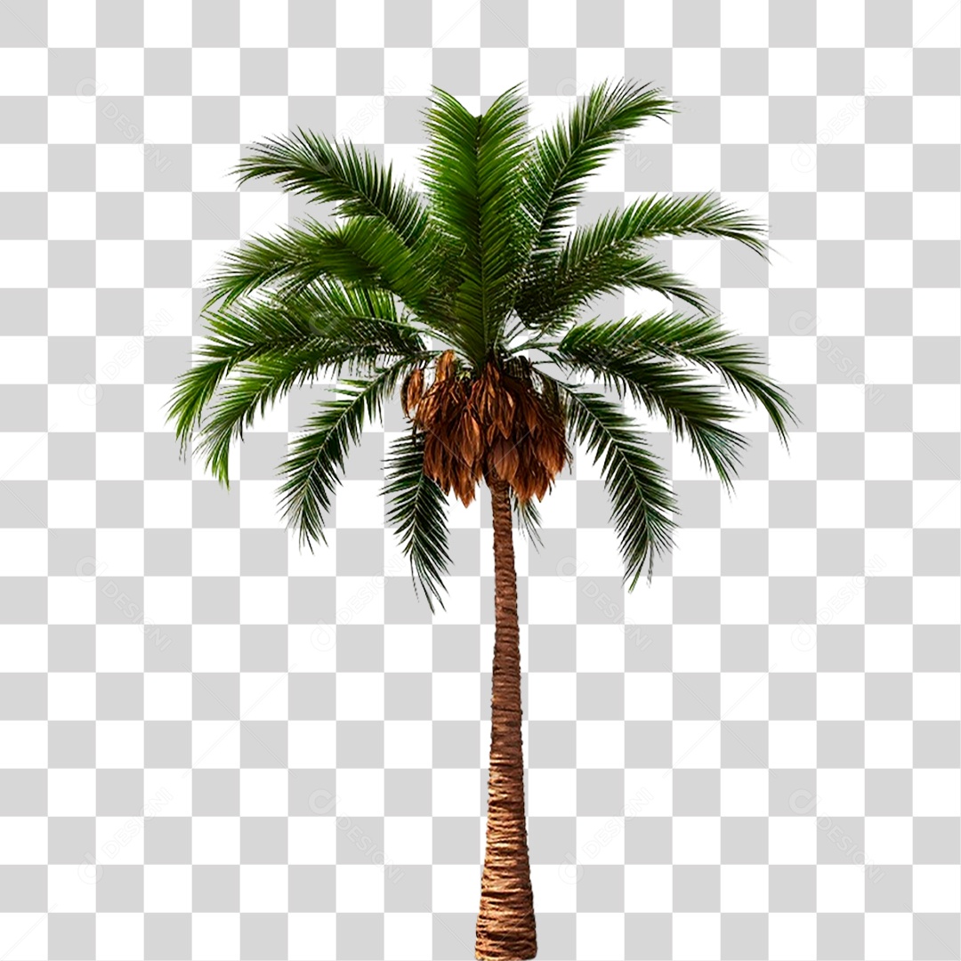 Coqueiro PNG Transparente