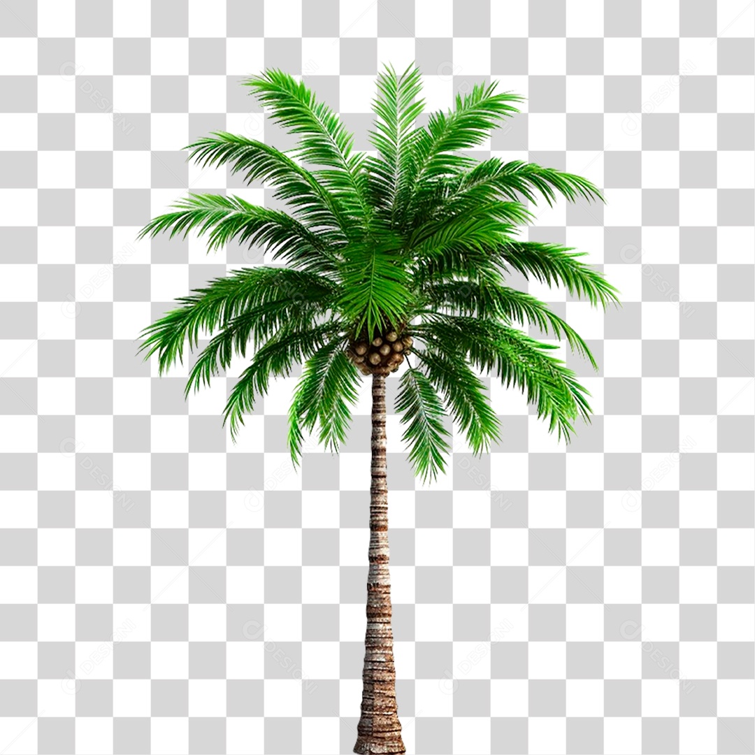 Coqueiro PNG Transparente
