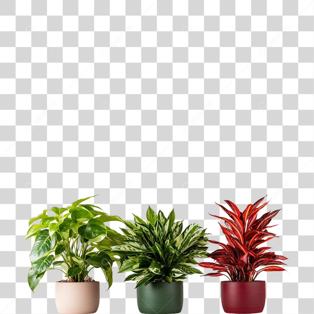 Plantas Ornamentais em Vasos PNG Transparente
