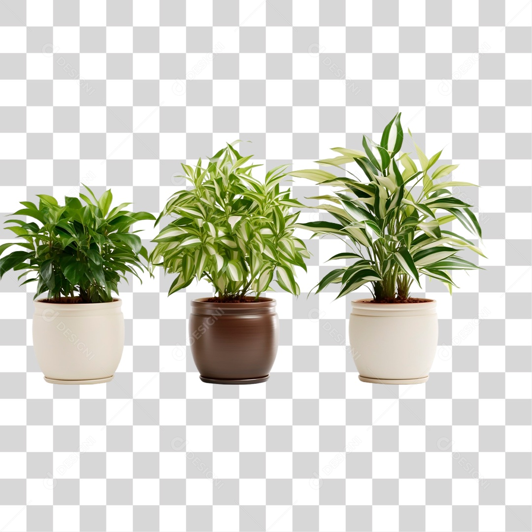 Plantas Ornamentais em Vasos PNG Transparente