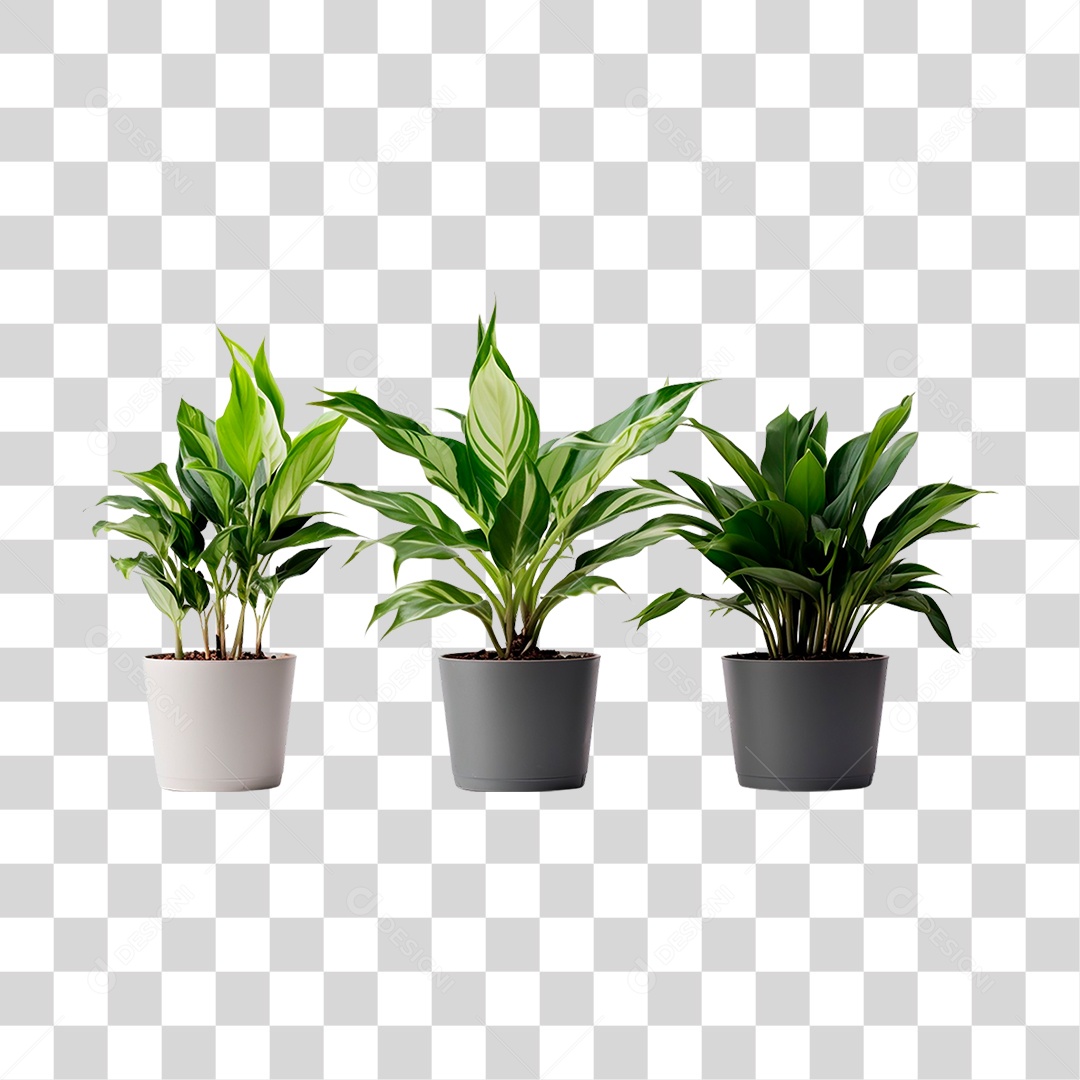 Plantas Ornamentais em Vasos PNG Transparente