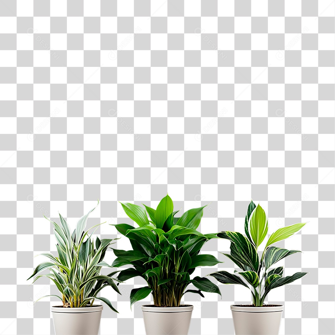 Plantas Ornamentais em Vasos PNG Transparente