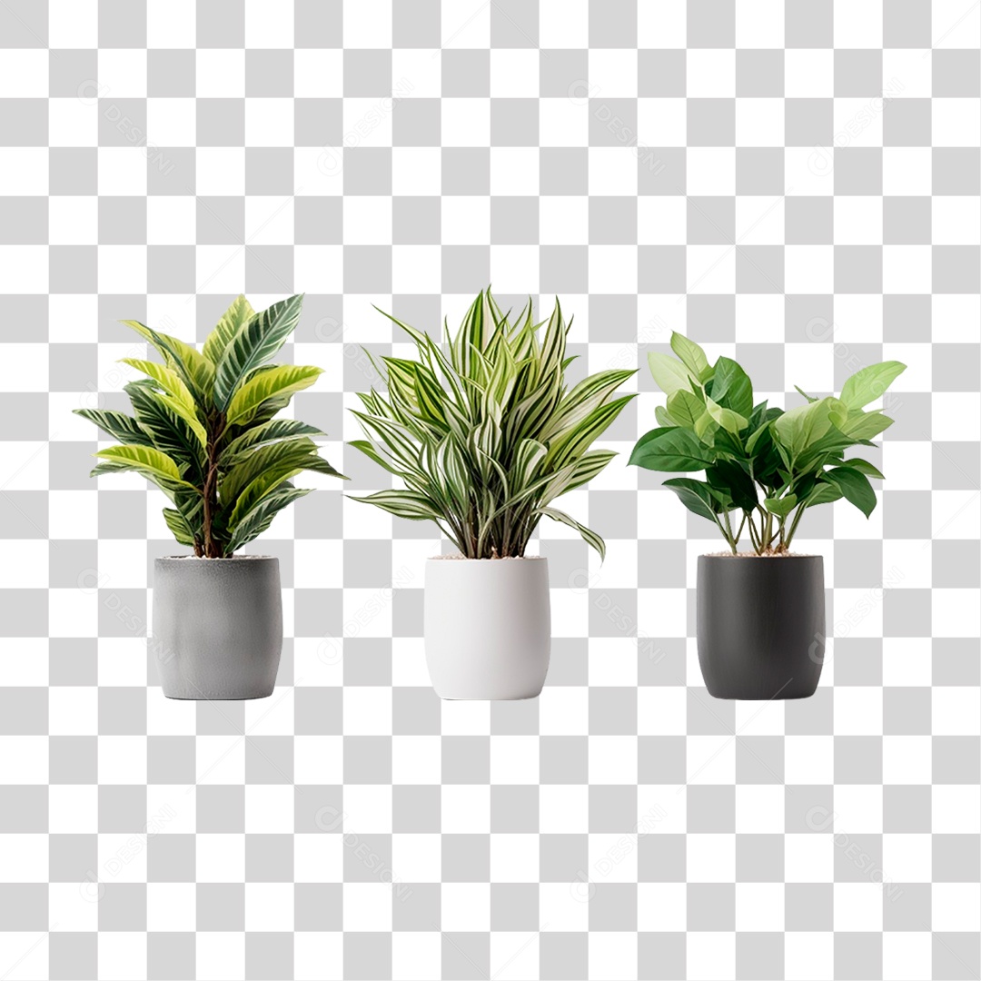 Plantas Ornamentais em Vasos PNG Transparente