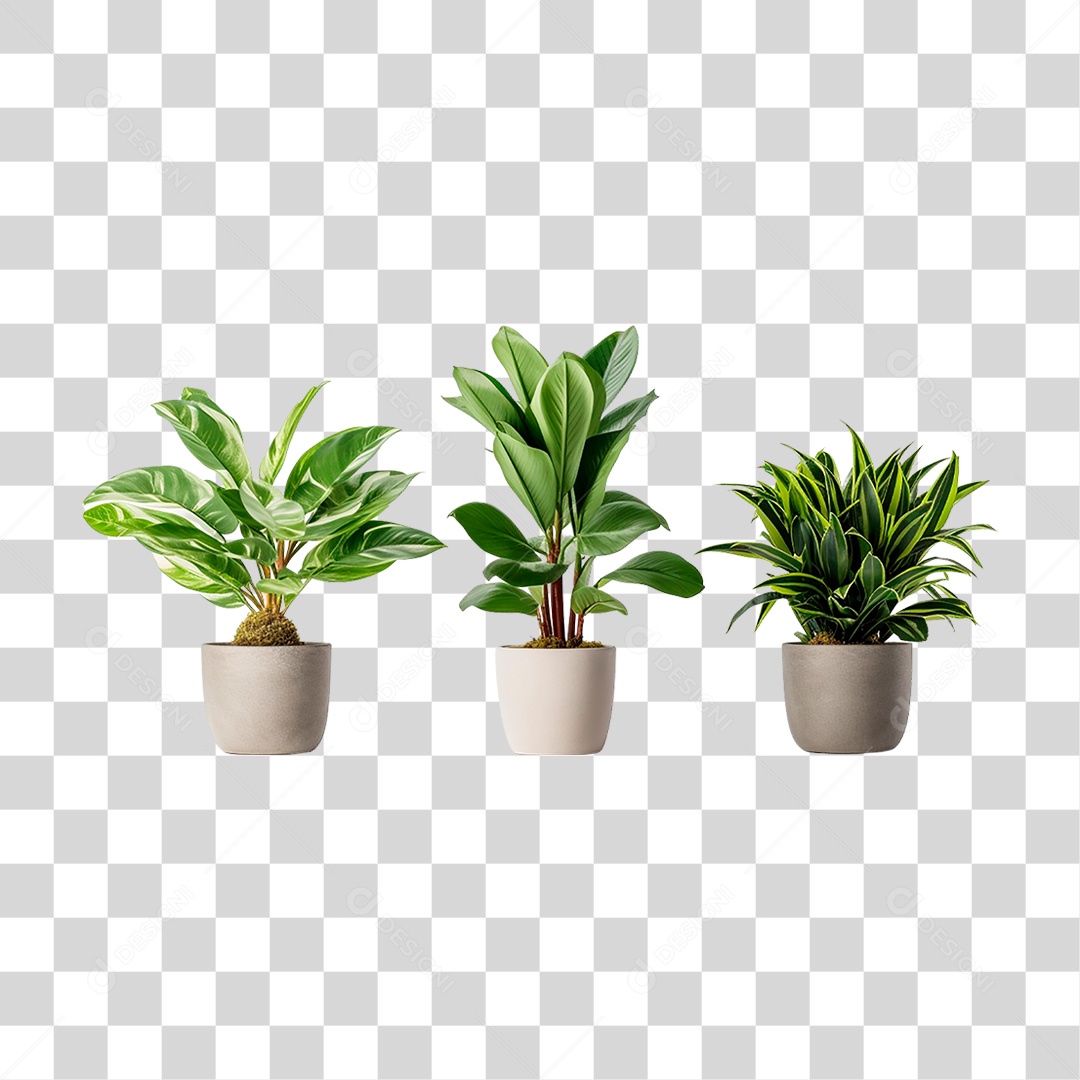 Plantas Ornamentais em Vasos PNG Transparente