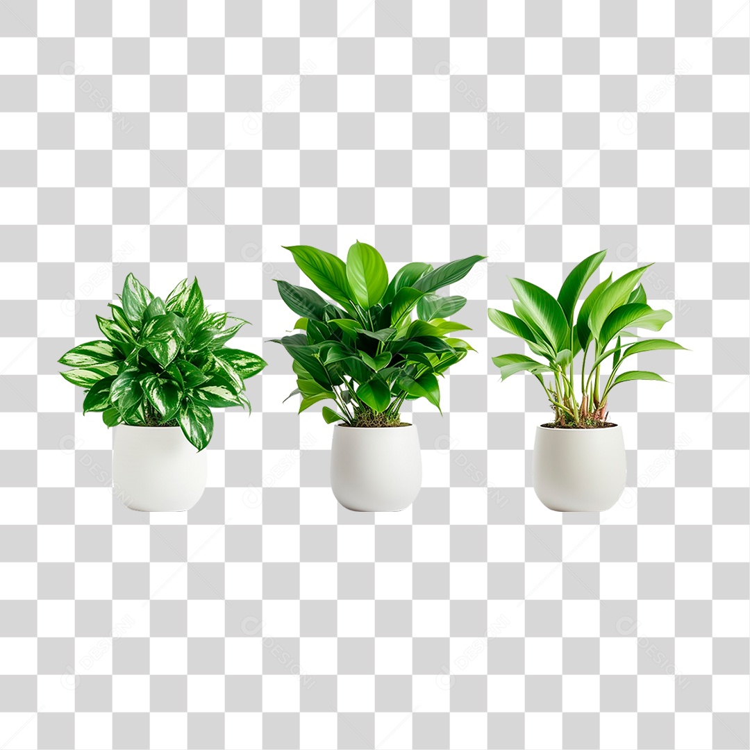 Plantas Ornamentais em Vasos PNG Transparente