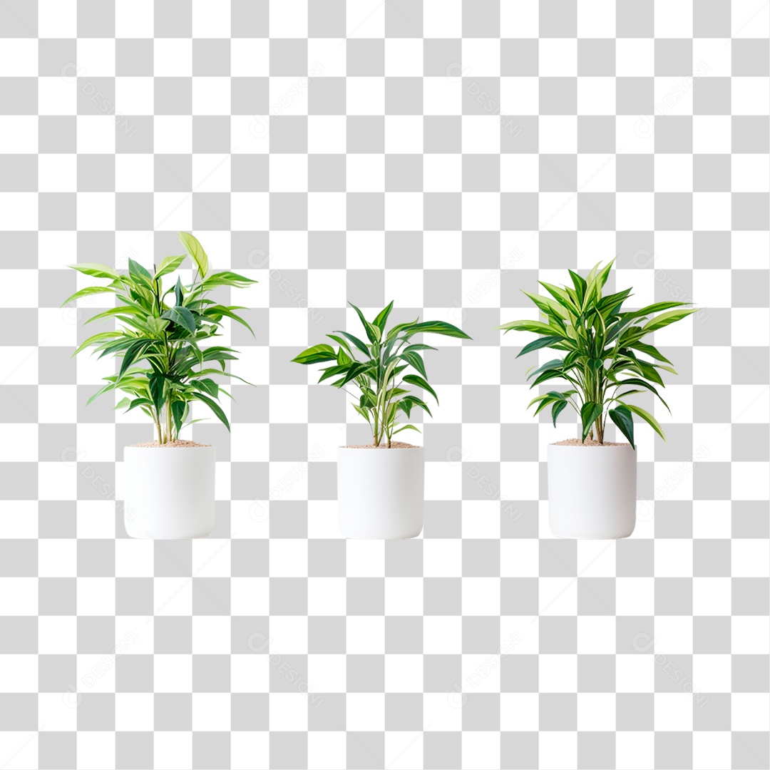 Plantas Ornamentais em Vasos PNG Transparente