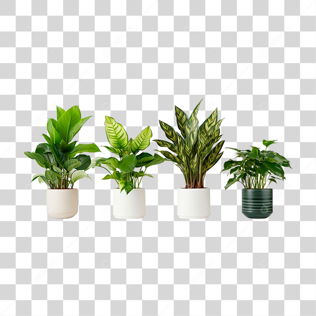Plantas Ornamentais em Vasos PNG Transparente