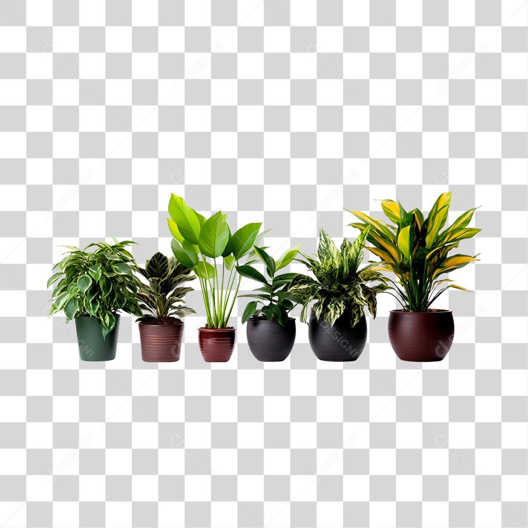 Plantas Ornamentais em Vasos PNG Transparente