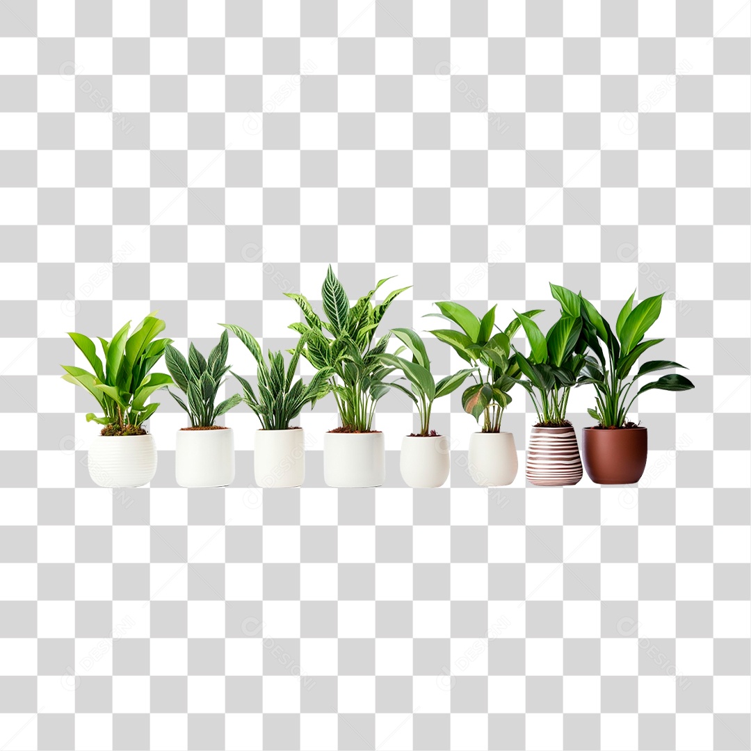 Plantas Ornamentais em Vasos PNG Transparente