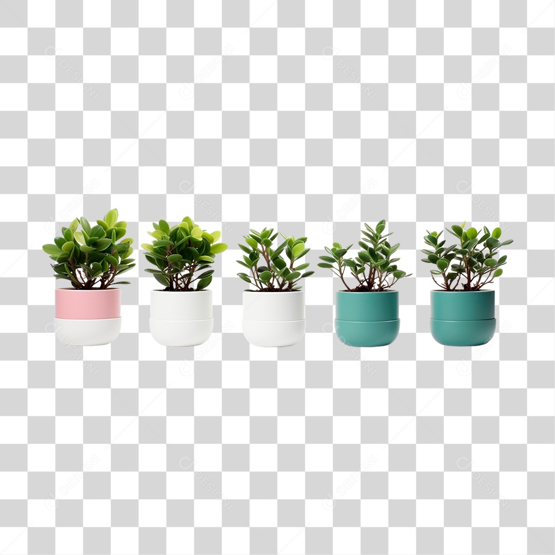 Plantas Ornamentais em Vasos PNG Transparente