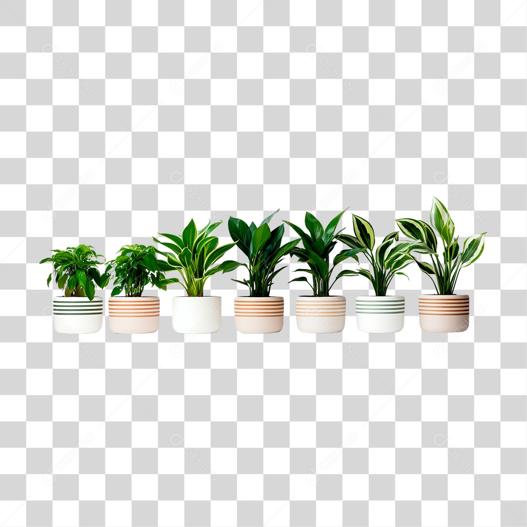 Plantas Ornamentais em Vasos PNG Transparente
