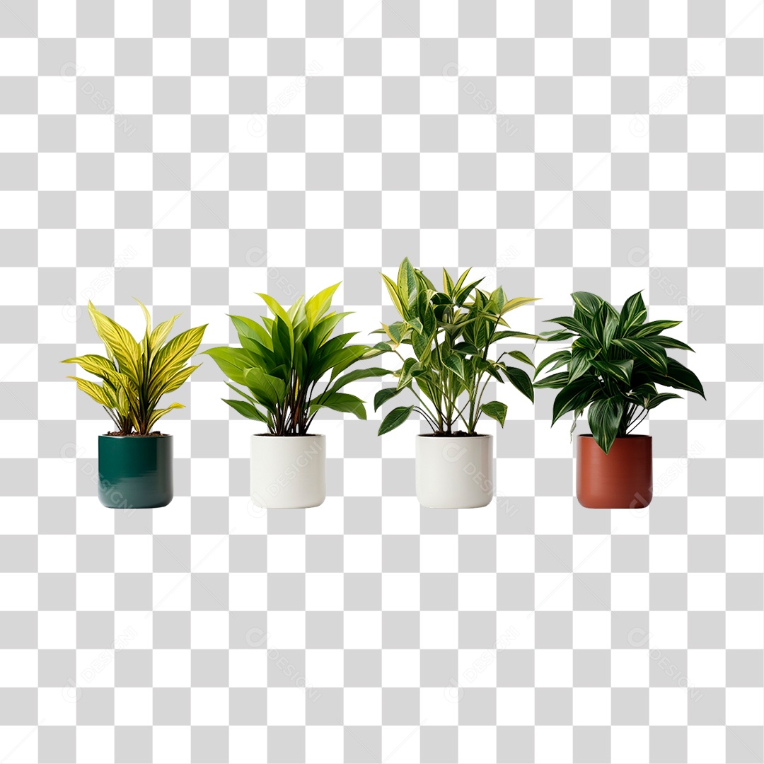 Plantas Ornamentais em Vasos PNG Transparente
