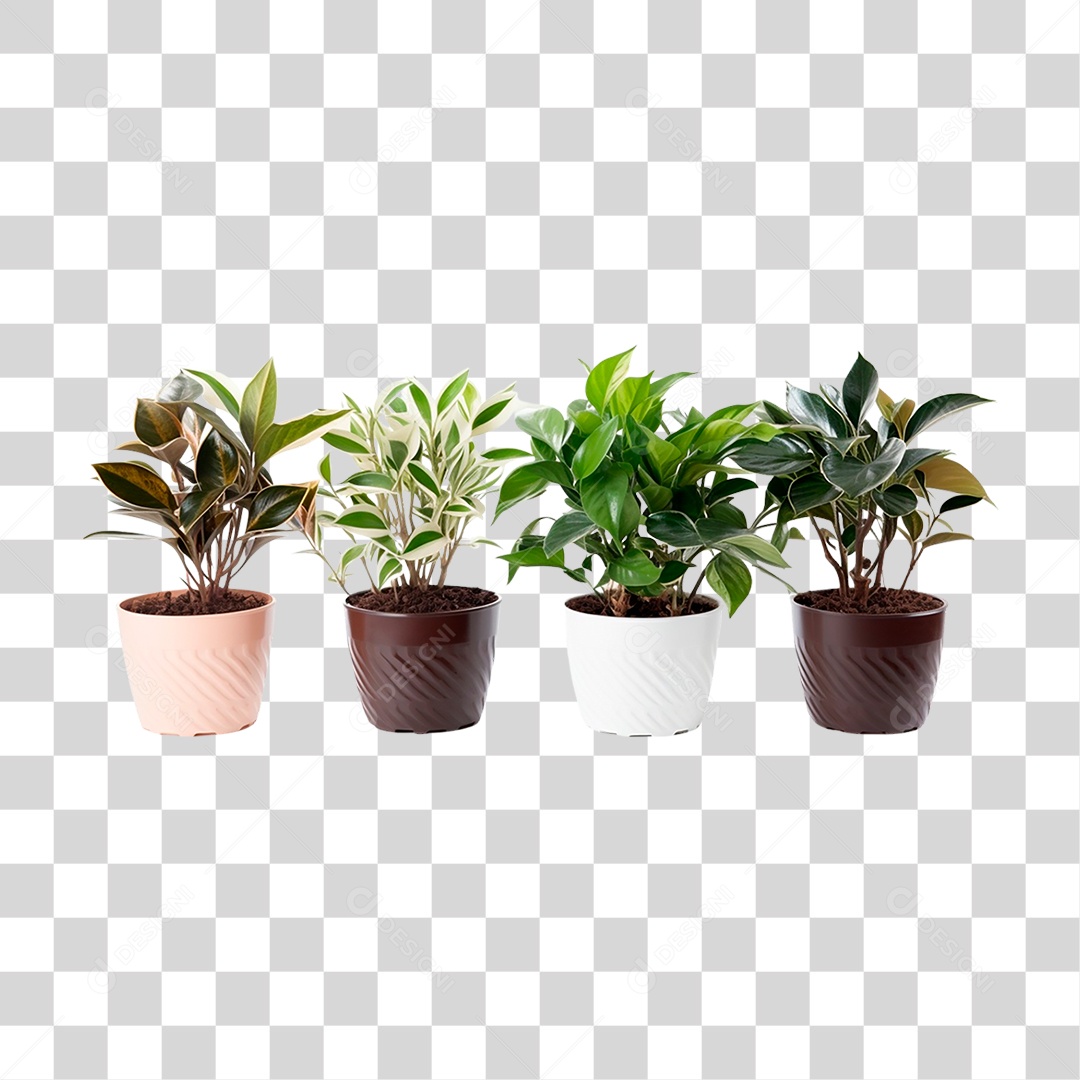 Plantas Ornamentais em Vasos PNG Transparente