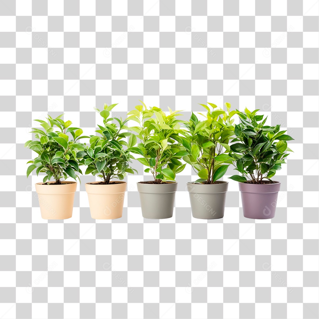 Plantas Ornamentais em Vasos PNG Transparente