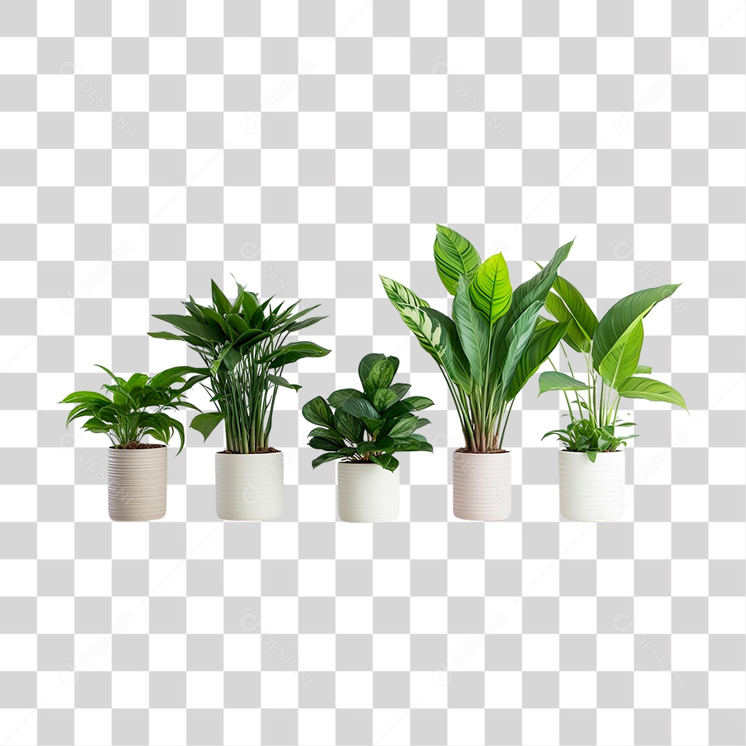 Plantas Ornamentais em Vasos PNG Transparente