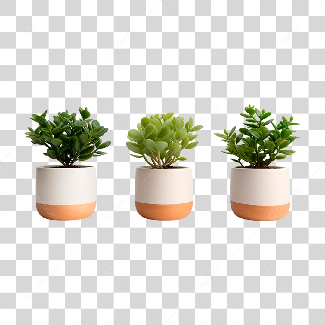 Plantas Ornamentais em Vasos PNG Transparente