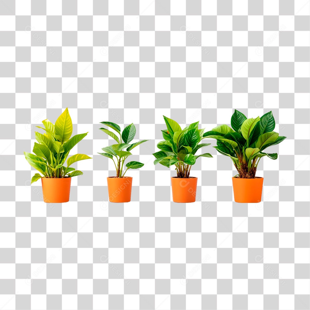 Plantas Ornamentais em Vasos PNG Transparente
