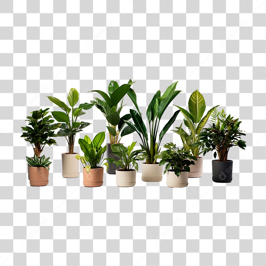 Plantas Ornamentais em Vasos PNG Transparente