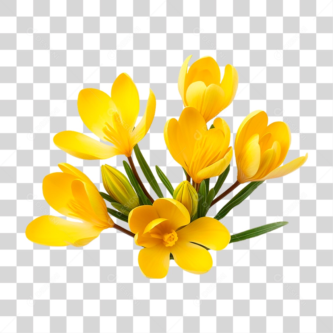Flores de Crocus PNG Transparente