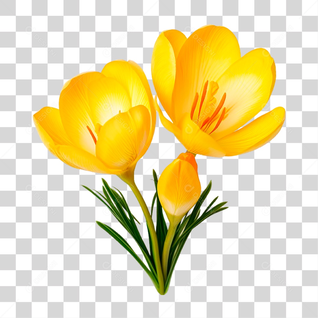 Flores de Crocus PNG Transparente