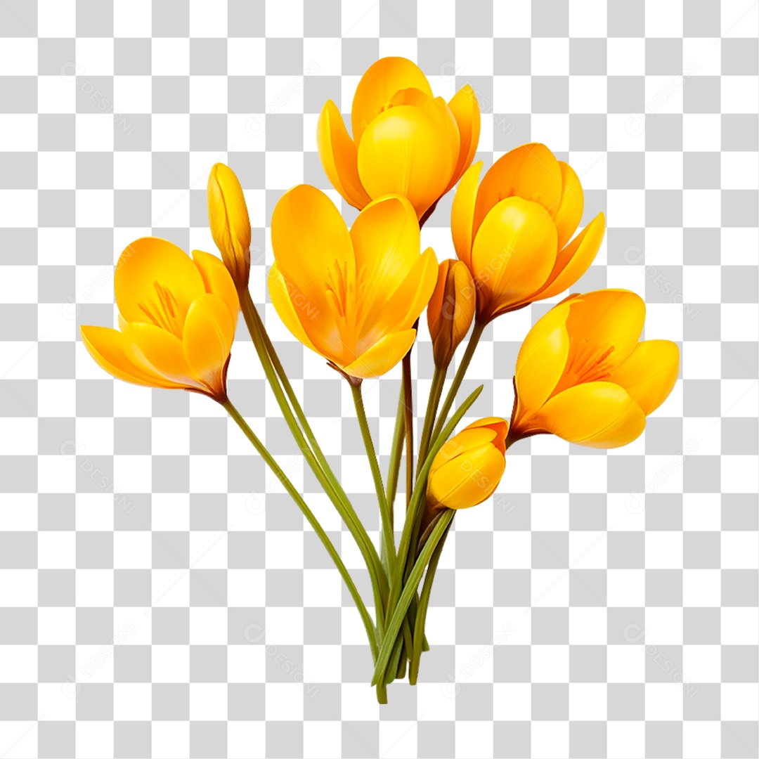 Flores de Crocus PNG Transparente