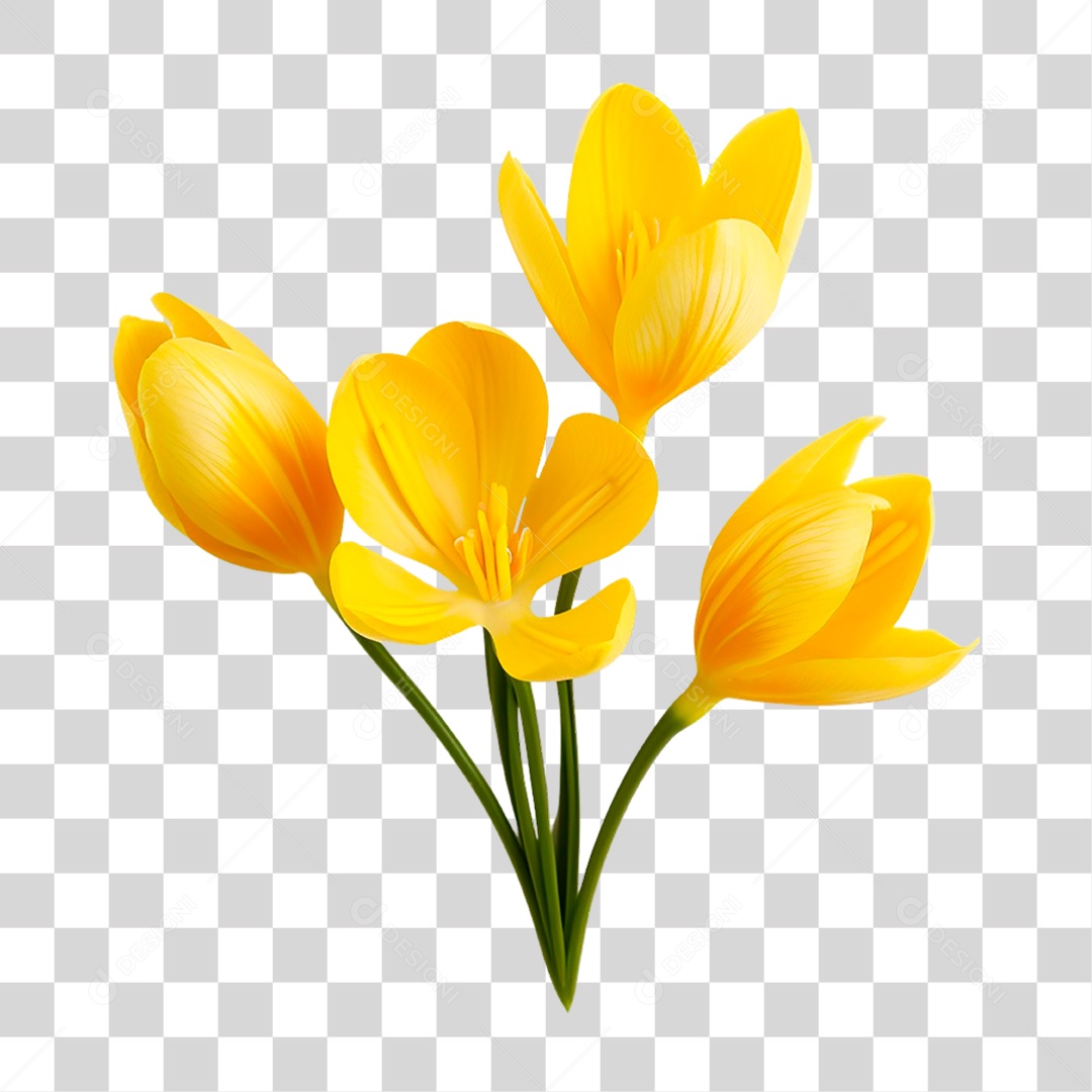 Flores de Crocus PNG Transparente