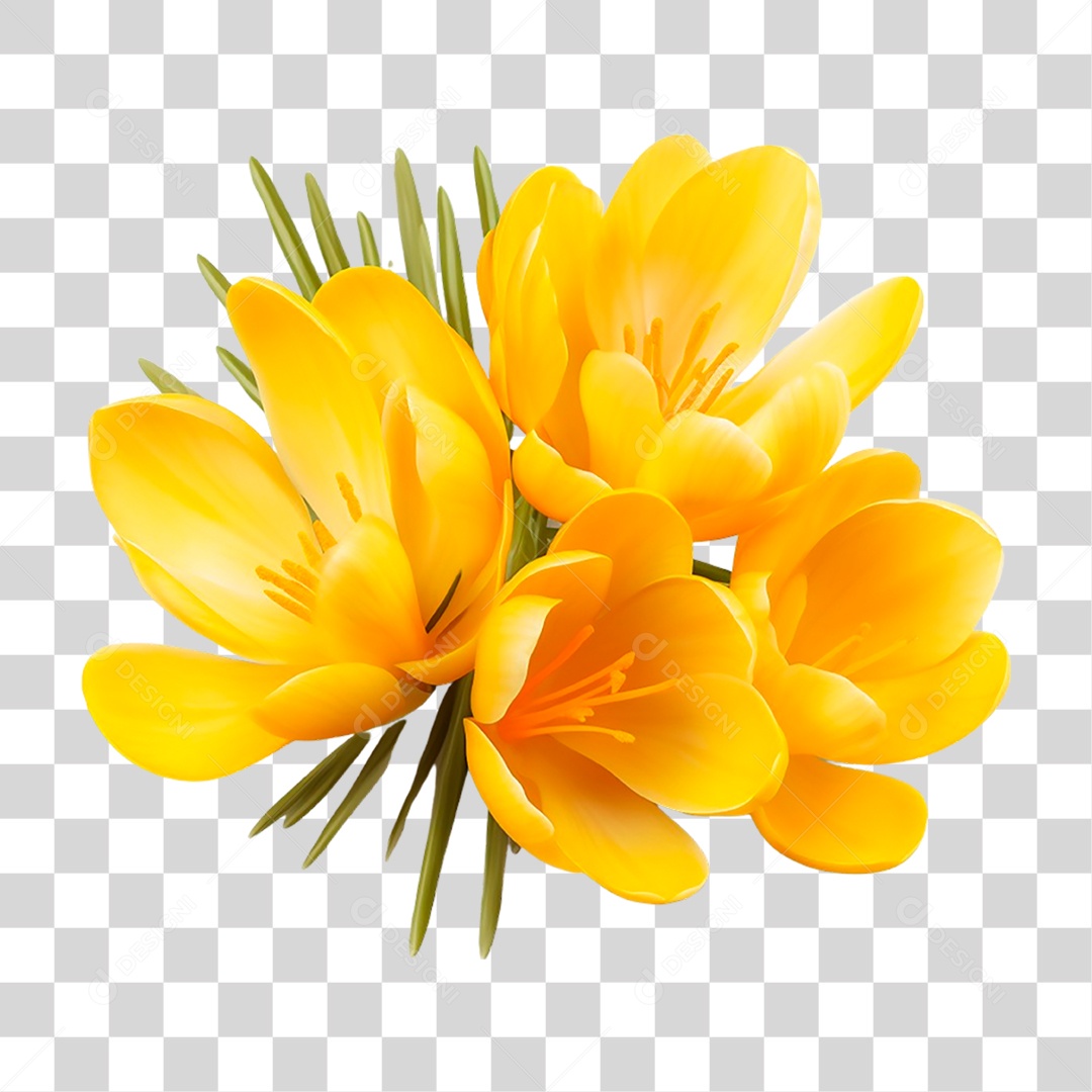 Açafrão de Flor Amarela PNG Transparente