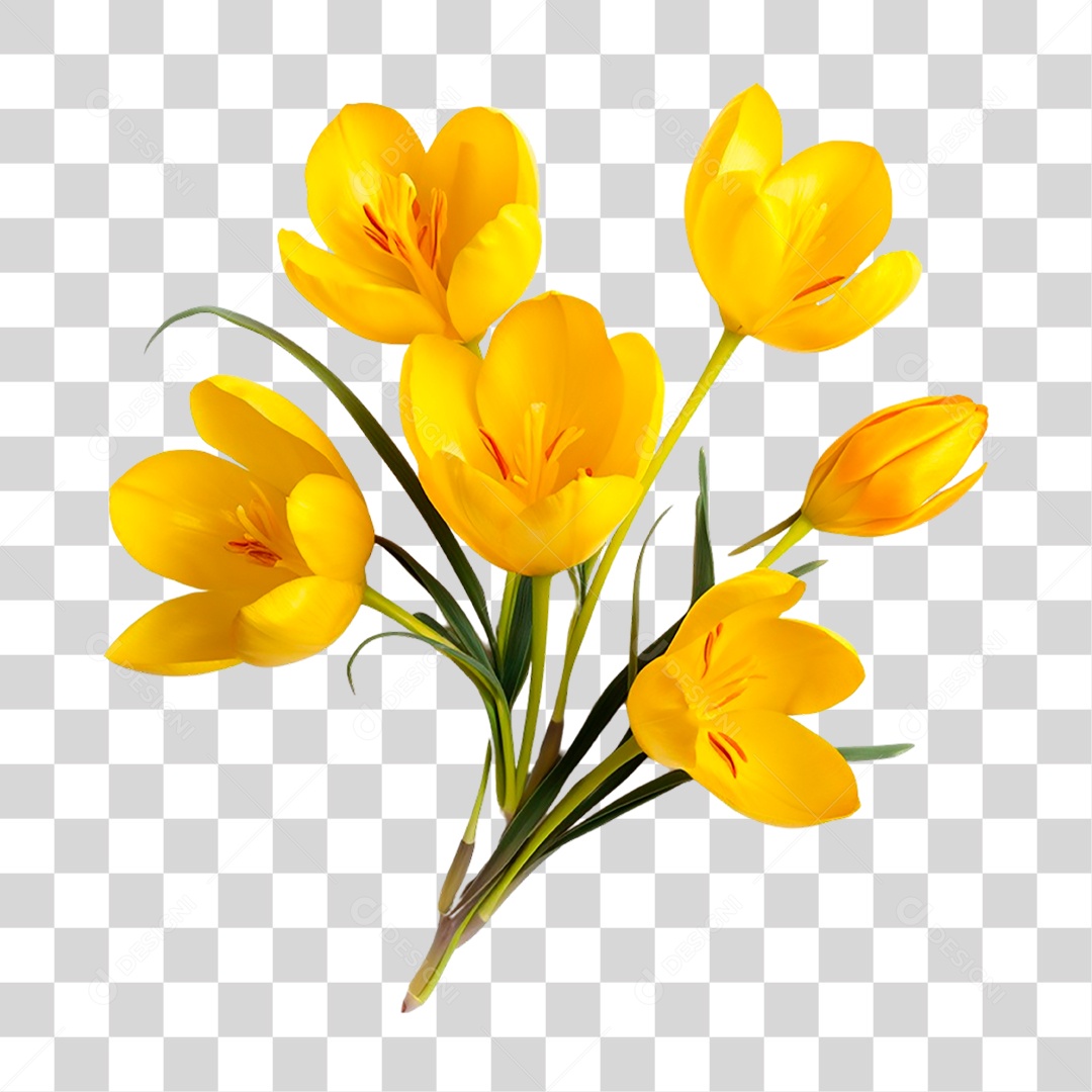 Açafrão de Flor Amarela PNG Transparente