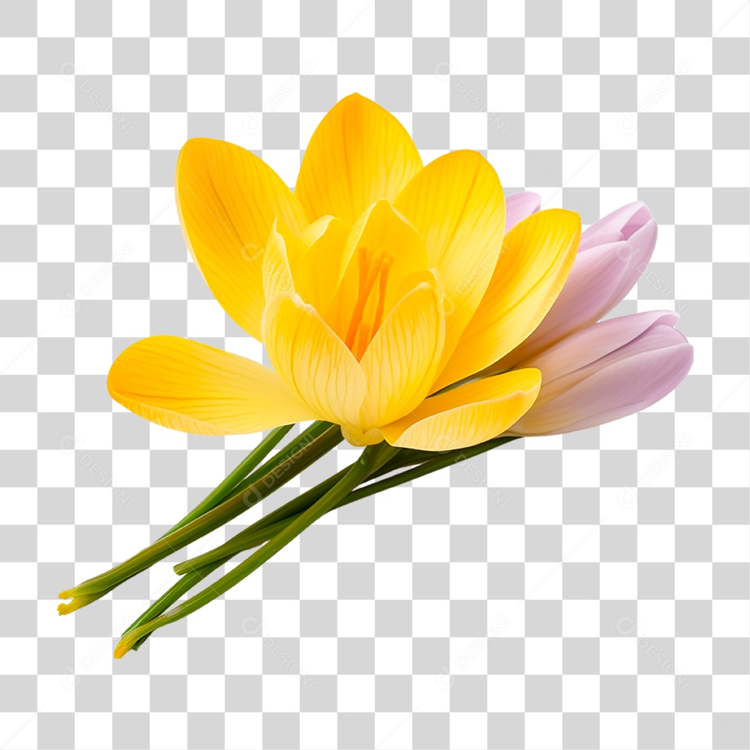 Açafrão de Flor Amarela PNG Transparente