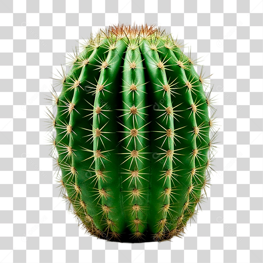Cacto PNG Transparente