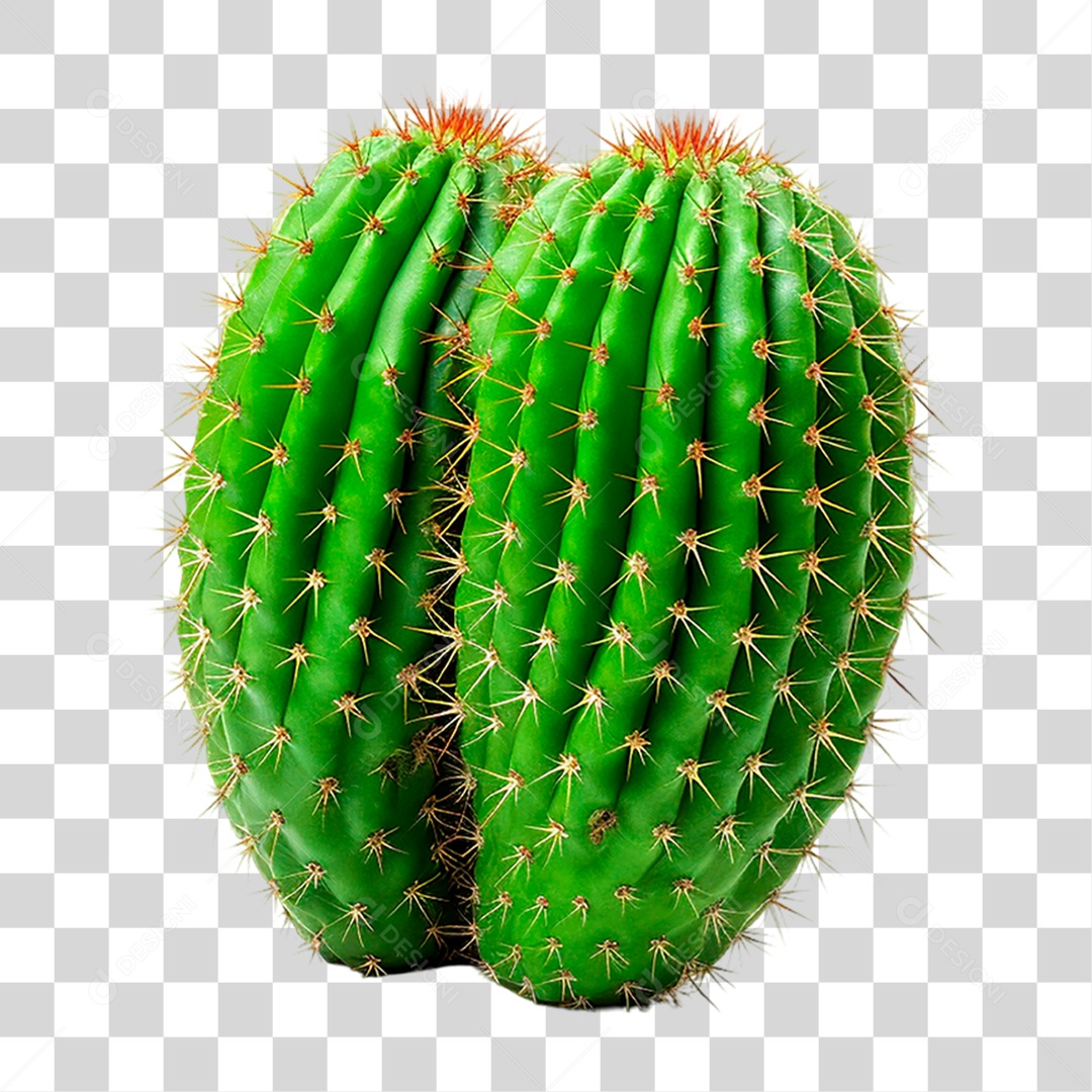 Cacto PNG Transparente