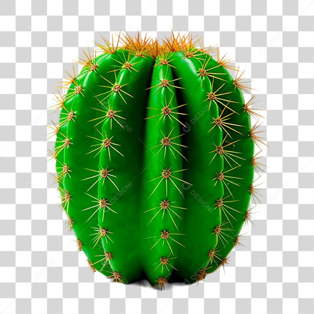 Cacto PNG Transparente