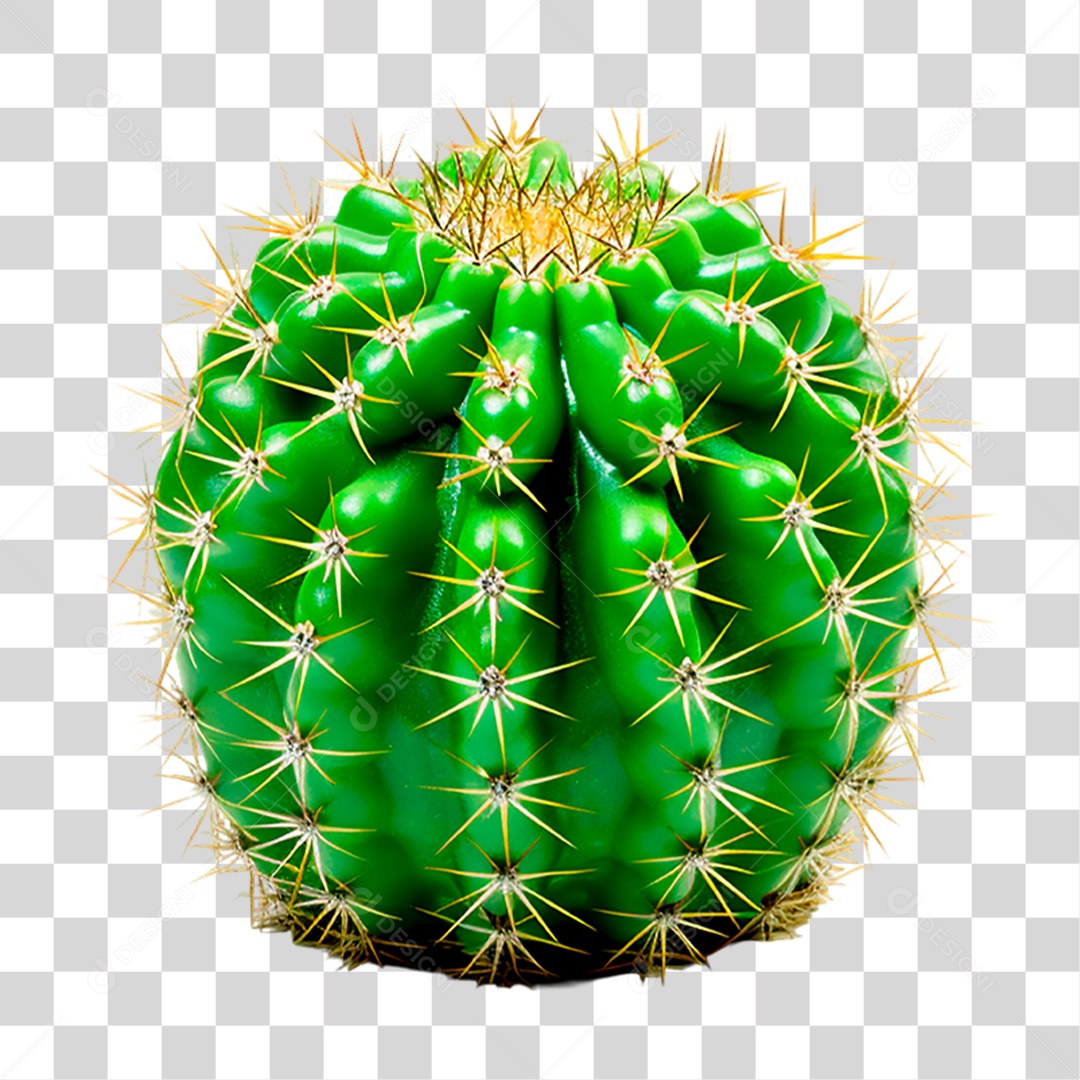 Cacto PNG Transparente