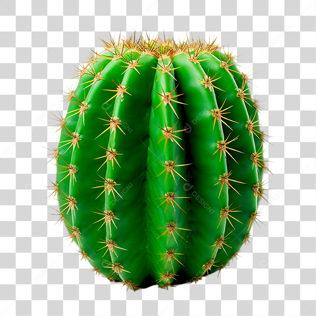 Cacto PNG Transparente
