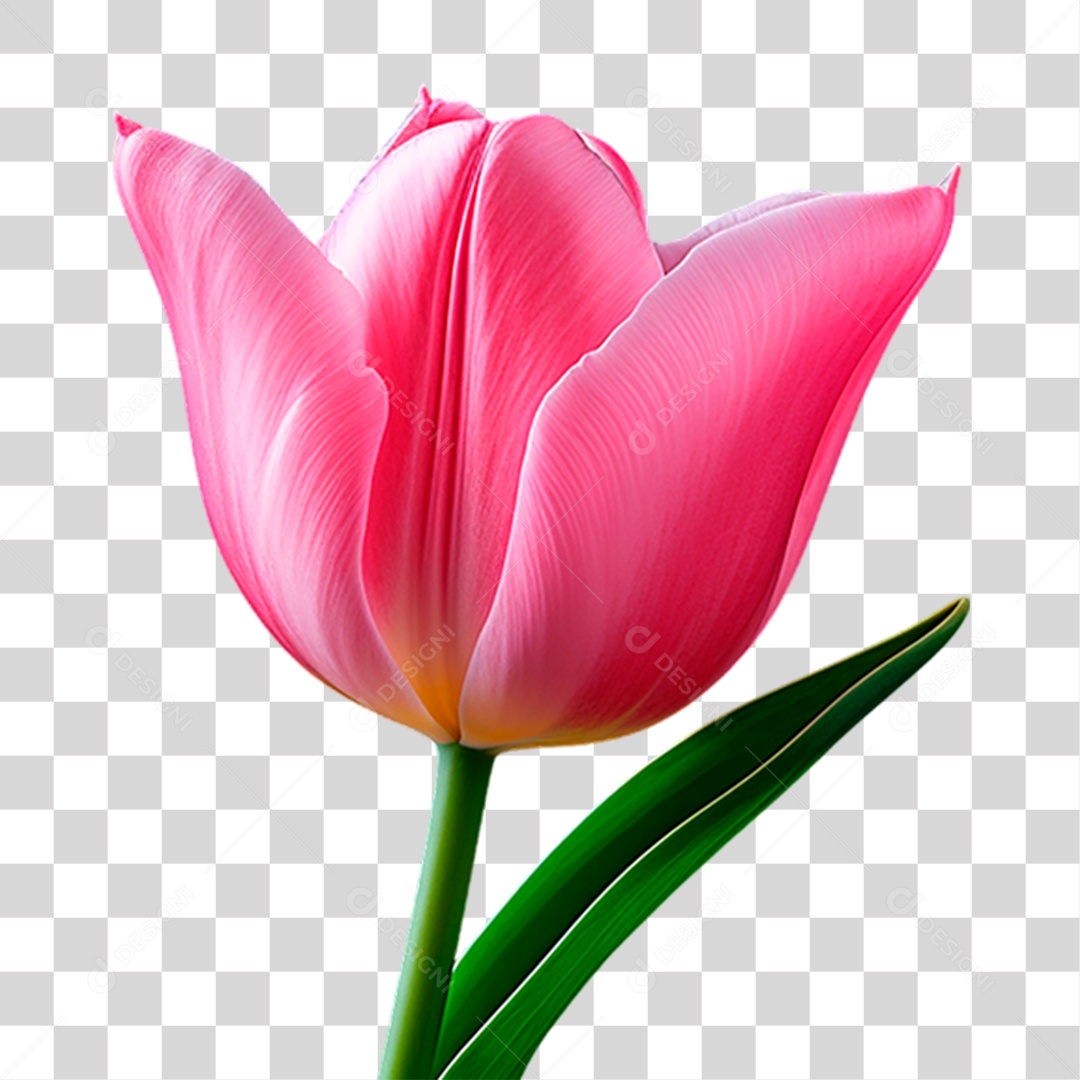 Flor Rosa PNG Transparente