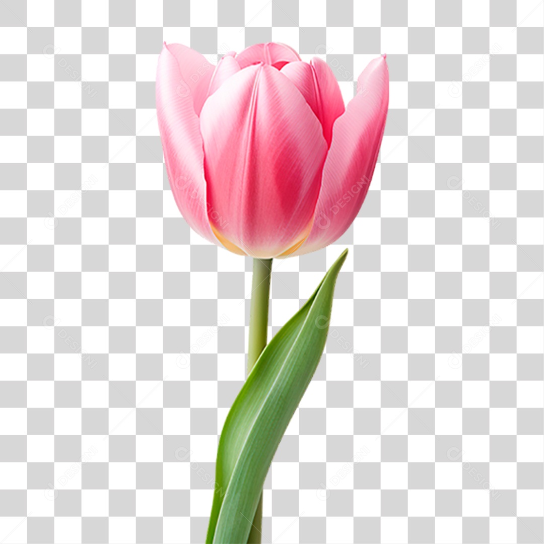 Flor PNG Transparente