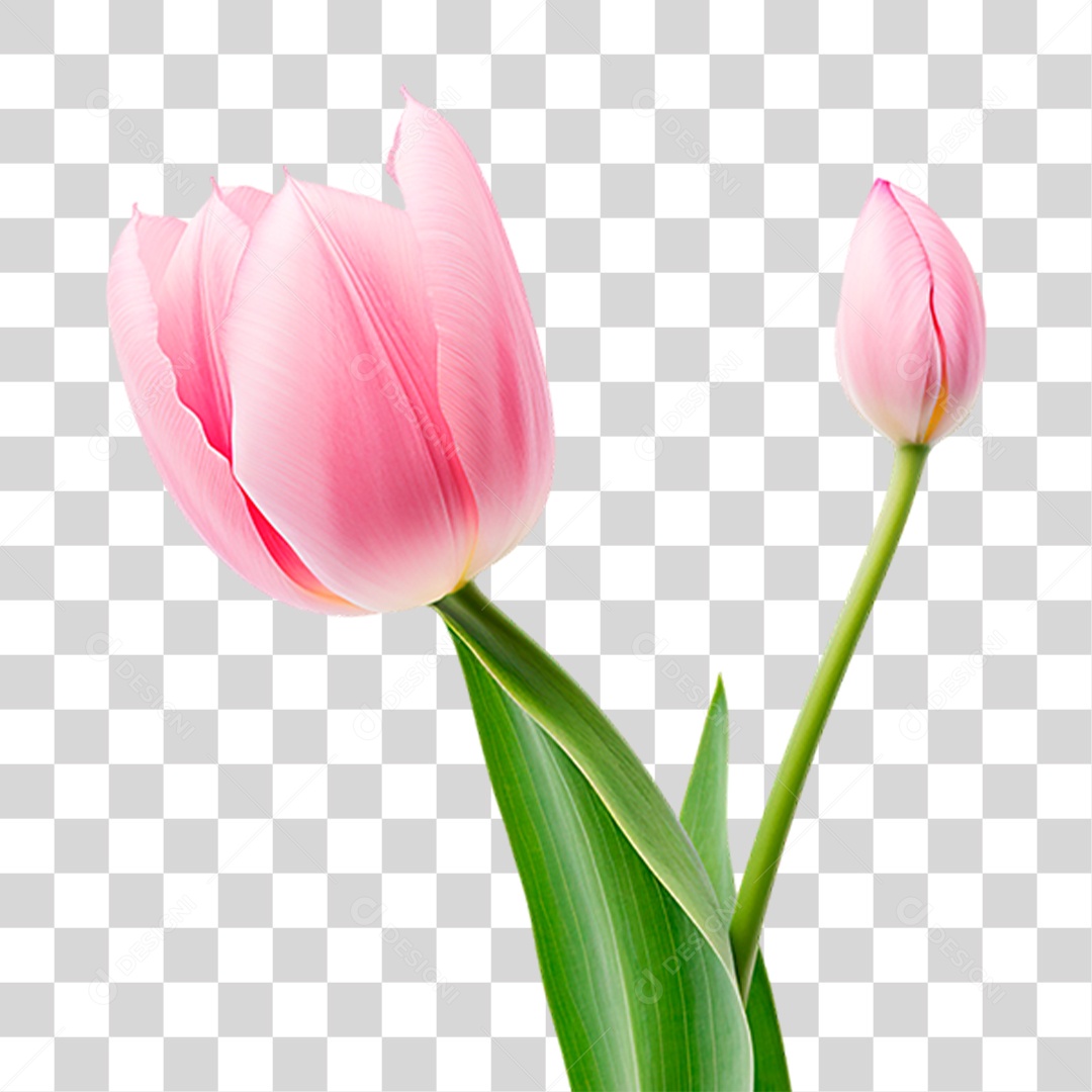 Flor Rosa PNG Transparente