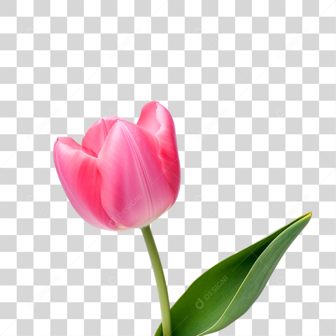 Flor Rosa PNG Transparente