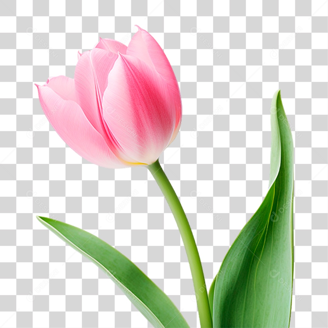 Flor Rosa PNG Transparente