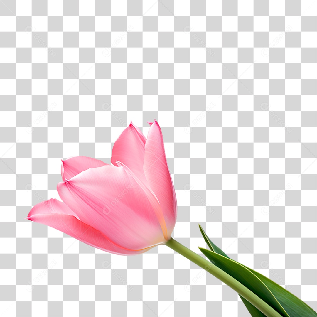 Flor Rosa PNG Transparente