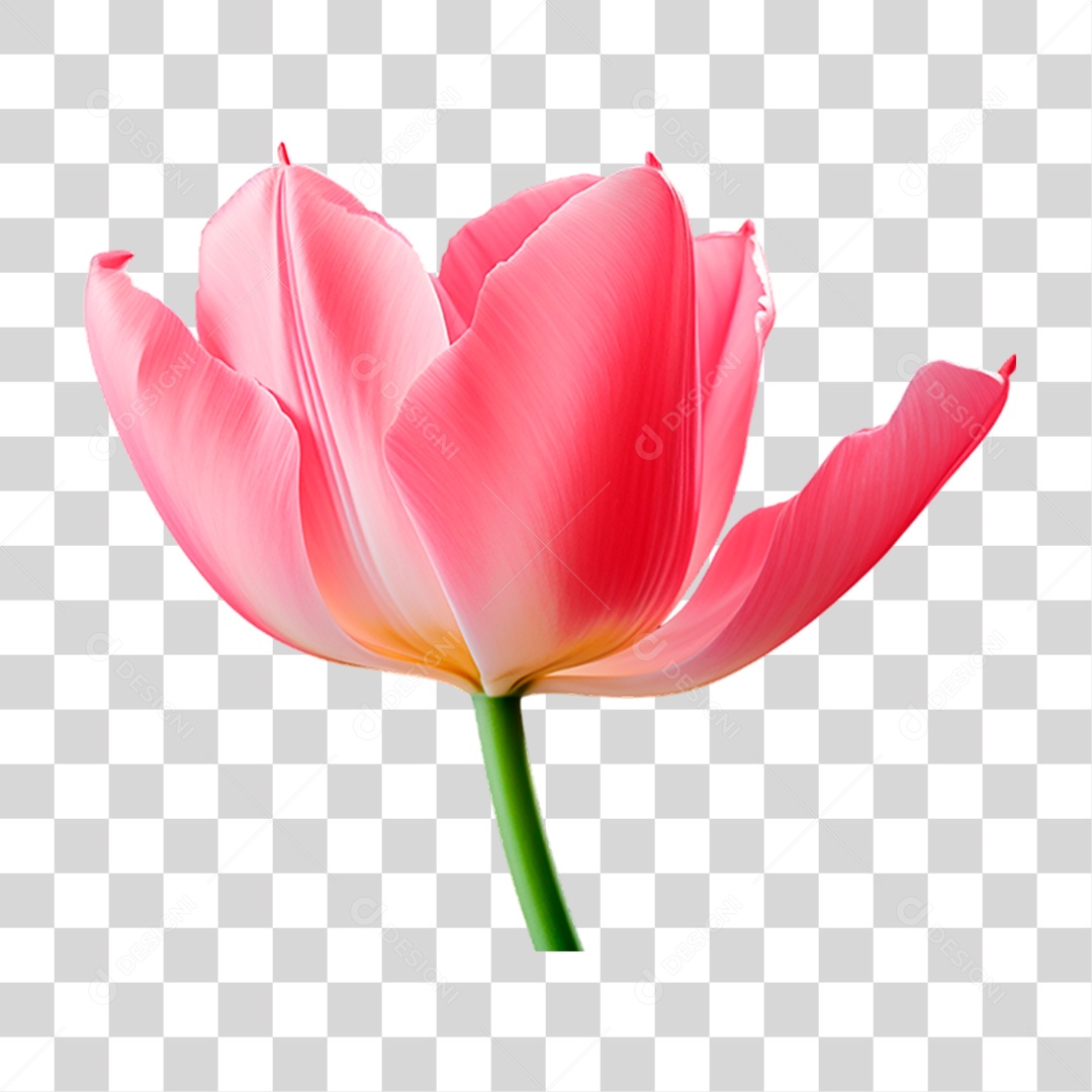 Flor Rosa PNG Transparente