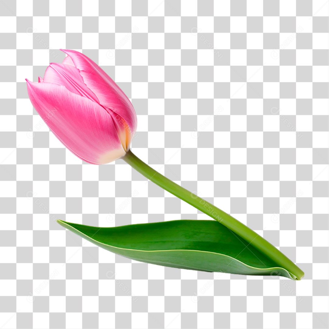 Flor Rosa PNG Transparente