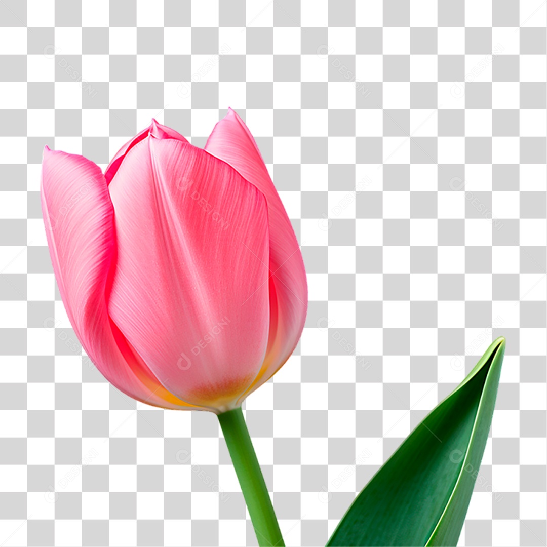 Flor Rosa PNG Transparente