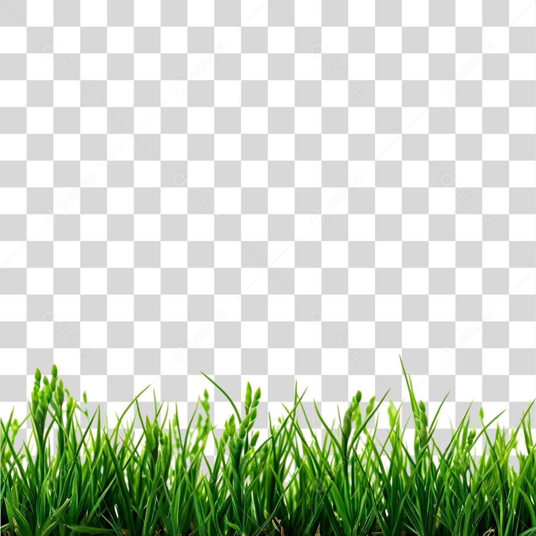 Campo de Grama PNG Transparente