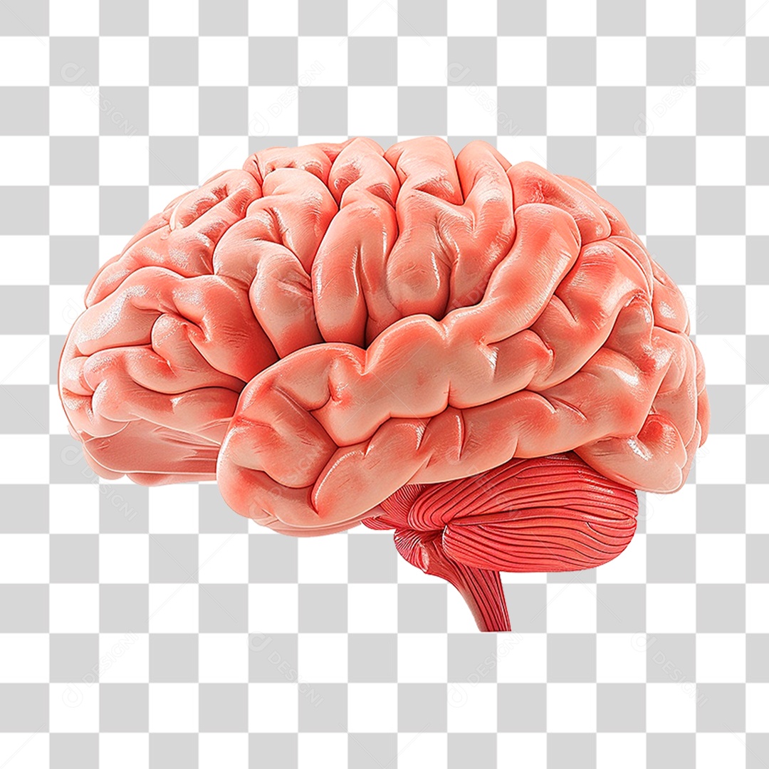 Cérebro Humano PNG Transparente