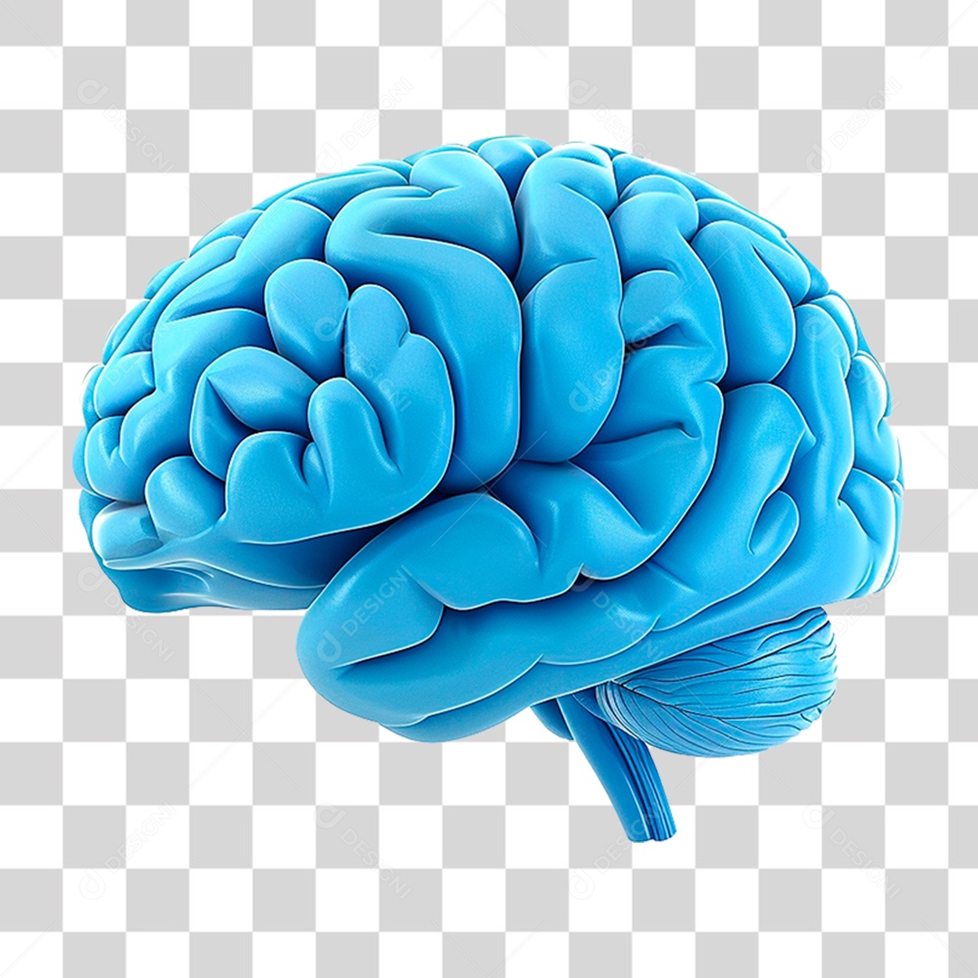 Cérebro Humano PNG Transparente