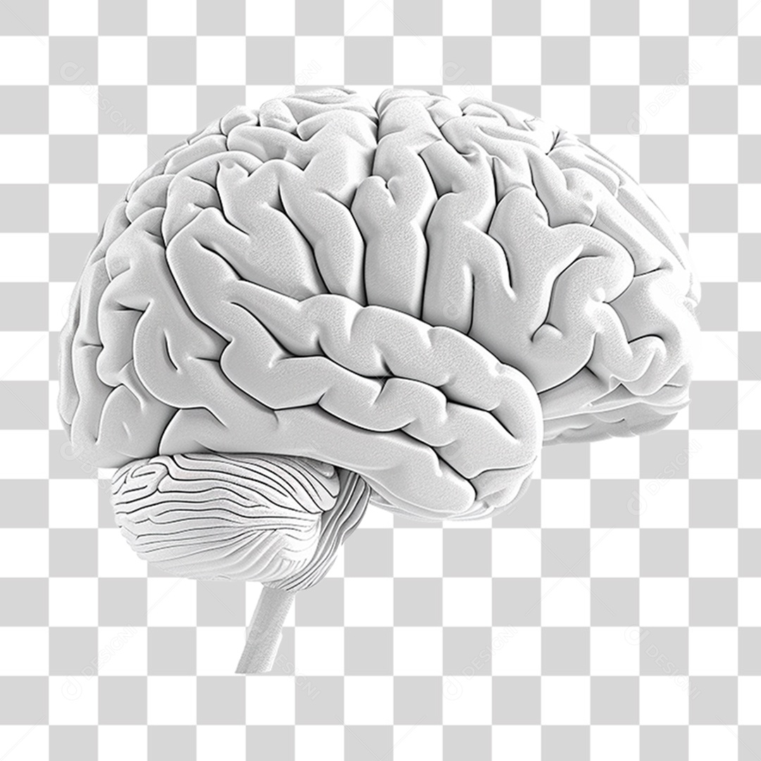 Cérebro Branco PNG Transparente