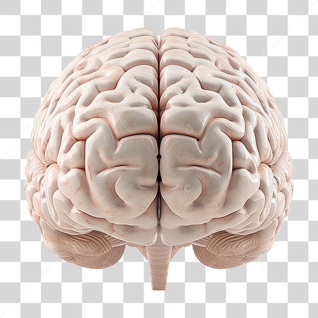 Cérebro Humano PNG Transparente